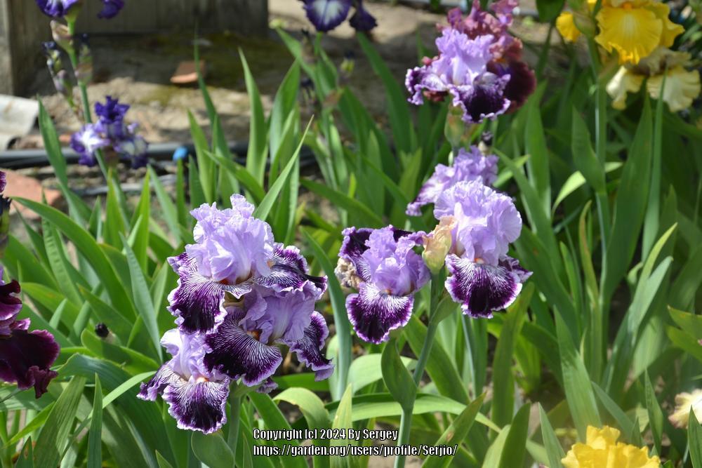 Photo of Tall Bearded Iris (Iris 'Captain Thunderbolt') uploaded by Serjio