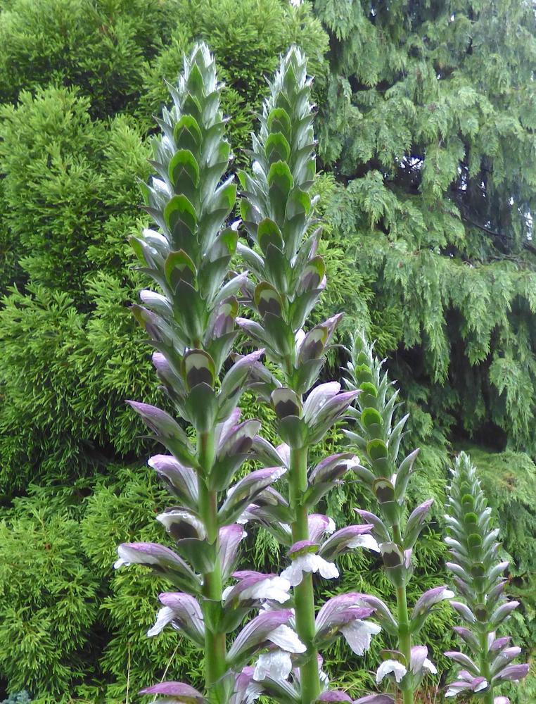Photo of Bear's Breeches (Acanthus mollis) uploaded by KGFerg