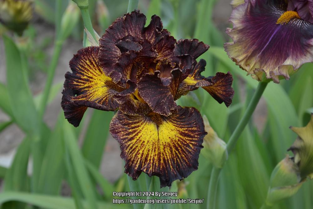 Photo of Tall Bearded Iris (Iris 'Tuscan Summer') uploaded by Serjio