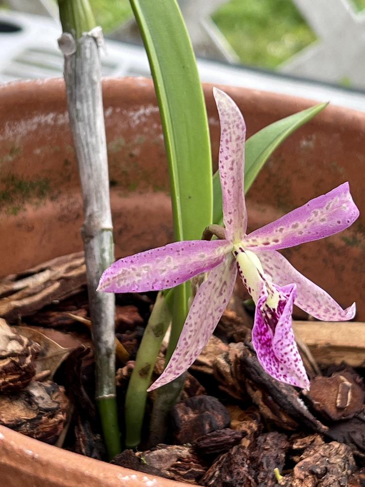 Photo of Orchid (Brassanthe Maikai 'Mayumi') uploaded by arlenewillia