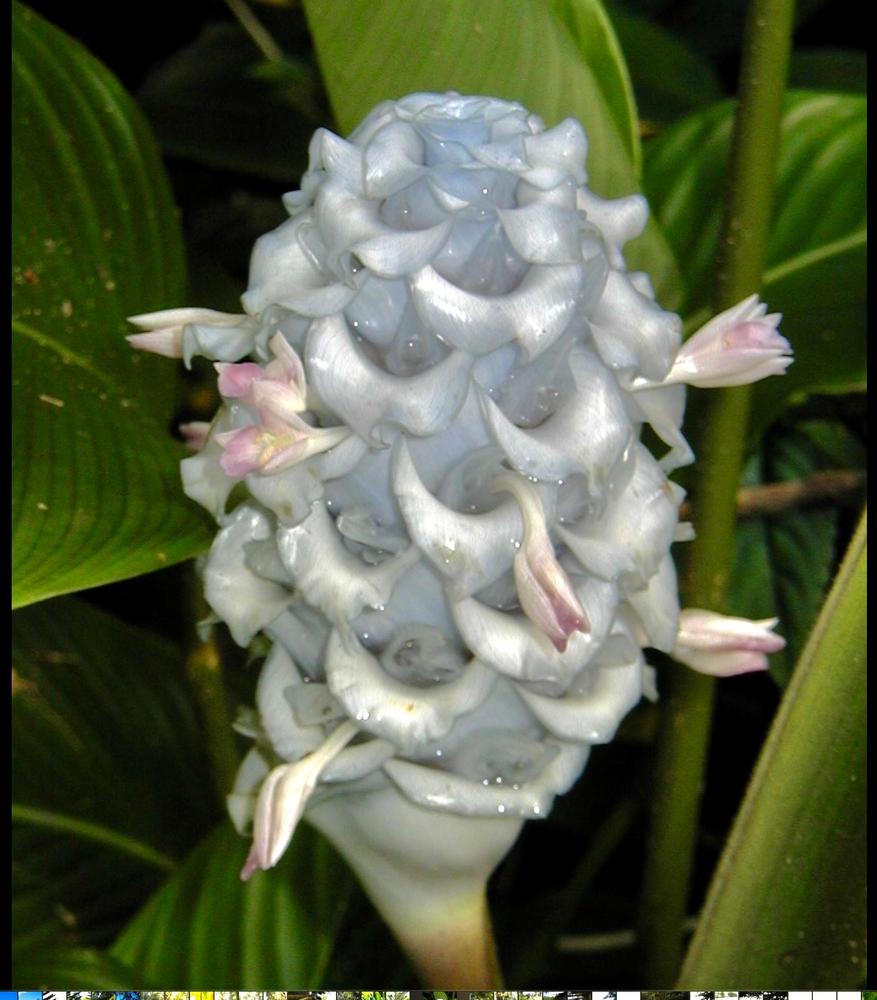 Photo of Beehive Ginger (Zingiber spectabile) uploaded by bumplbea