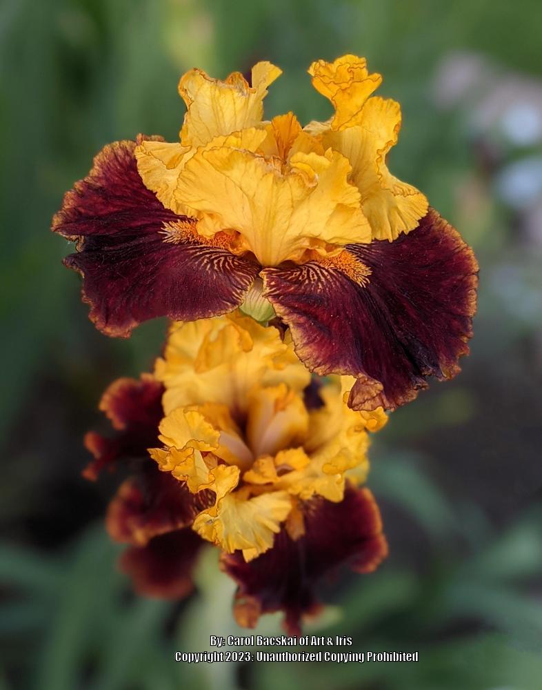 Photo of Tall Bearded Iris (Iris 'Sorano') uploaded by Artsee1
