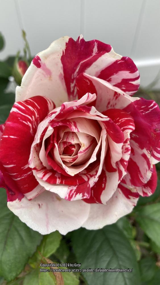 Photo of Rose (Rosa 'Scentimental') uploaded by GigiAdeniumPlumeria