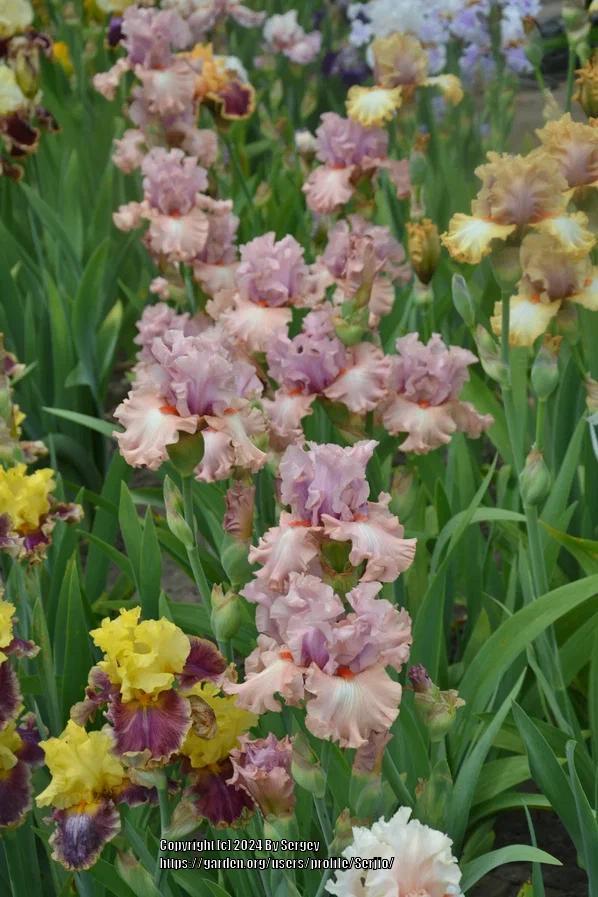 Photo of Tall Bearded Iris (Iris 'How Wonderful') uploaded by Serjio