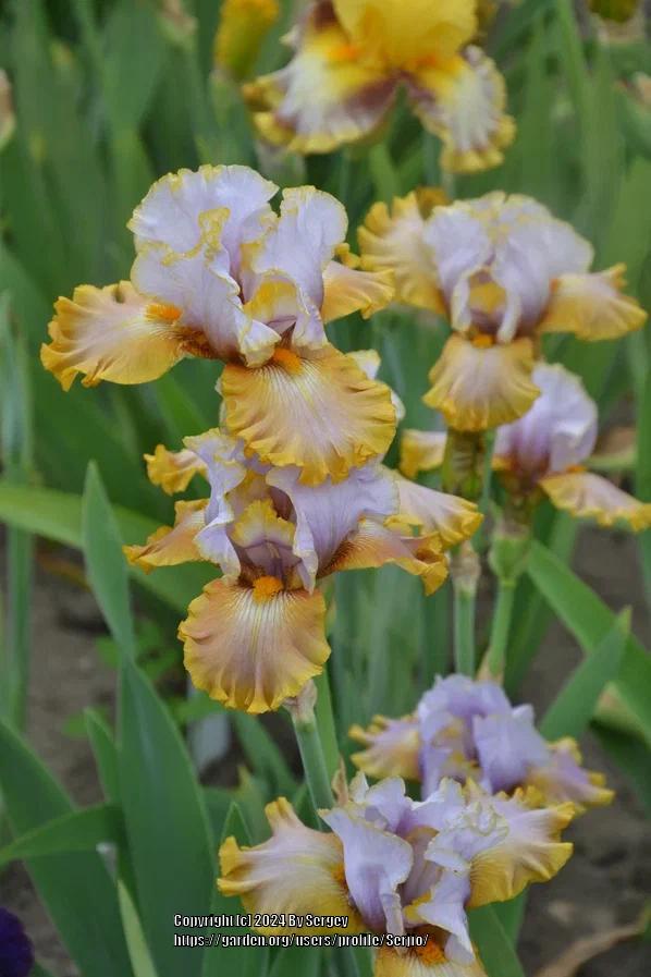 Photo of Tall Bearded Iris (Iris 'Gilt by Association') uploaded by Serjio