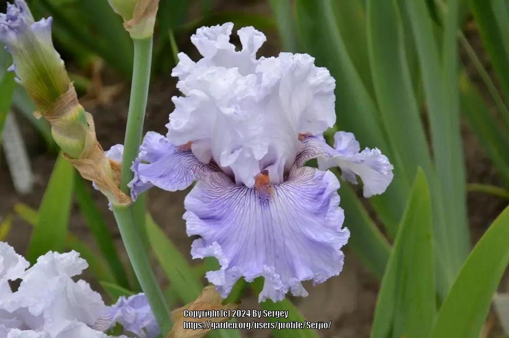 Photo of Tall Bearded Iris (Iris 'Vein Nation') uploaded by Serjio