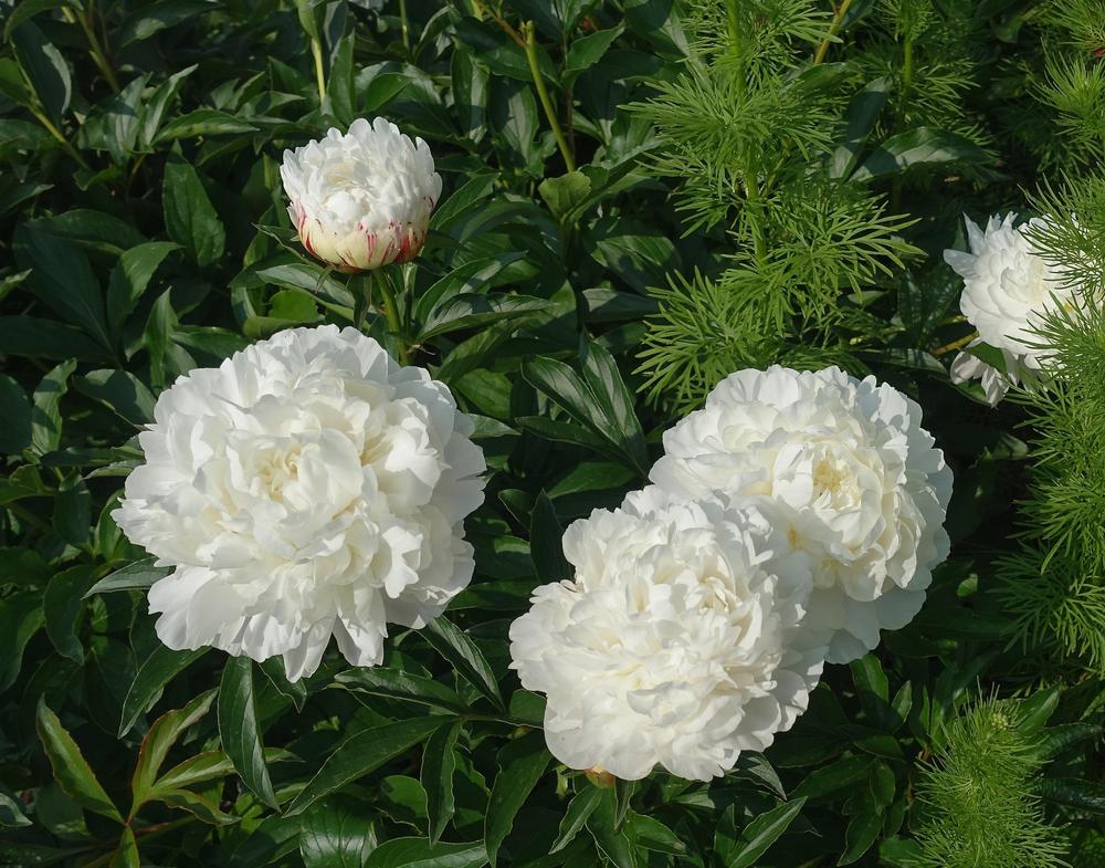 Photo of Peony (Paeonia 'White Frost') uploaded by mantisOH