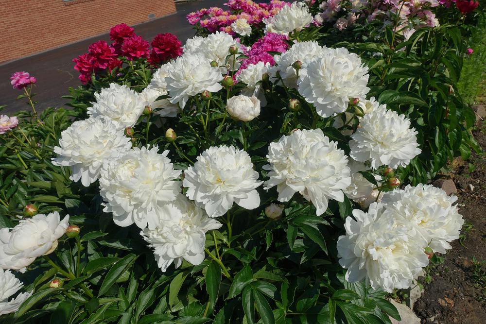 Photo of Peony (Paeonia 'White Frost') uploaded by mantisOH