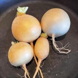 Location: Our garden, Decatur, GA zone 7b
Date: 2024-01-14
Turnip (Brassica rapa subsp. rapa 'Gold Ball') harvested 14 Jan 2