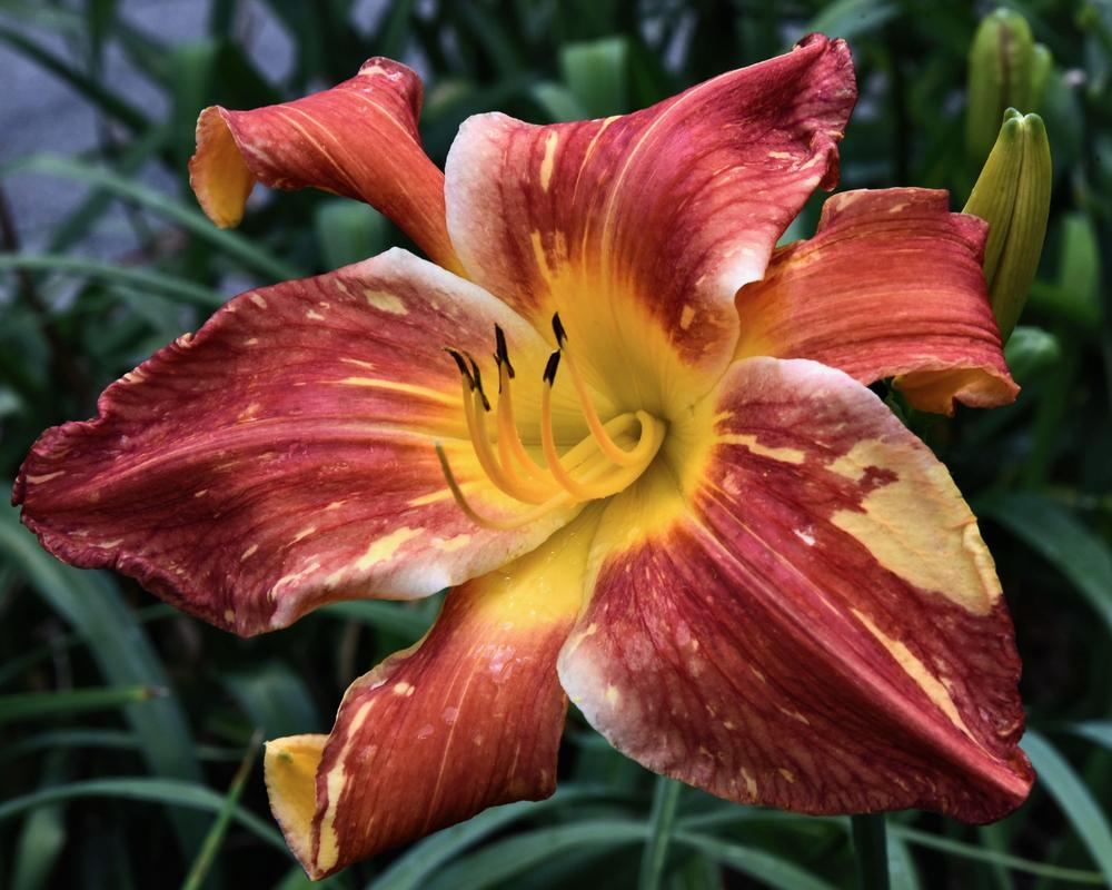 Photo of Daylily (Hemerocallis 'Explosion in the Paint Factory') uploaded by Christine404