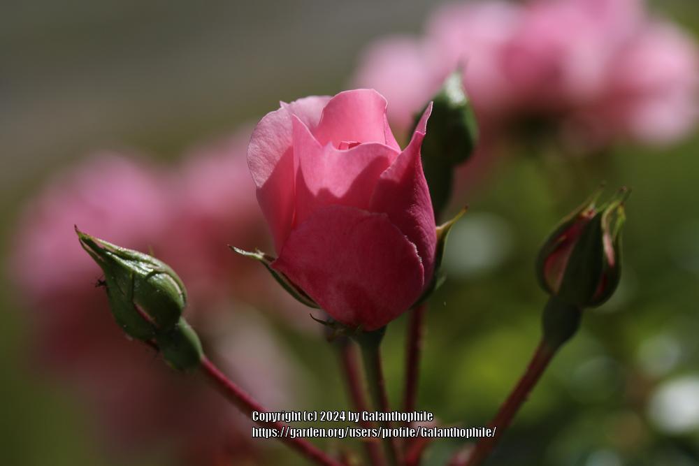 Photo of Shrub Rose (Rosa 'Bonica') uploaded by Galanthophile