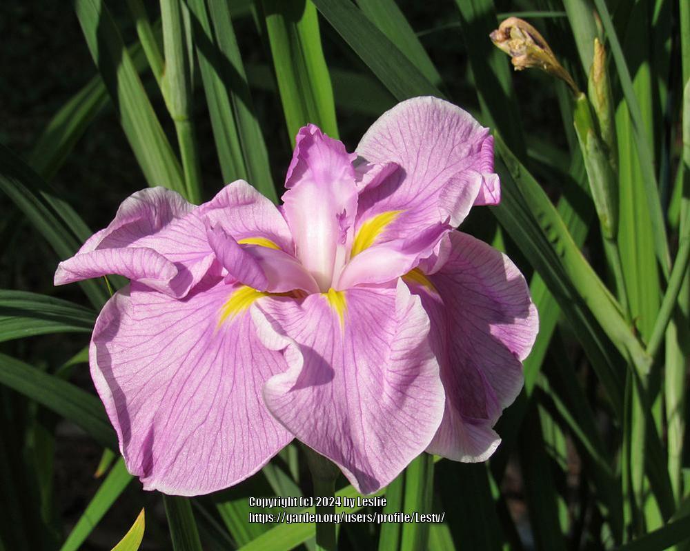 Photo of Japanese Iris (Iris 'Flamingo Waltz') uploaded by Lestv