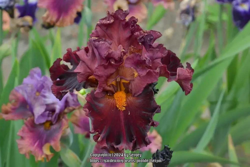 Photo of Tall Bearded Iris (Iris 'Heat of the Moment') uploaded by Serjio