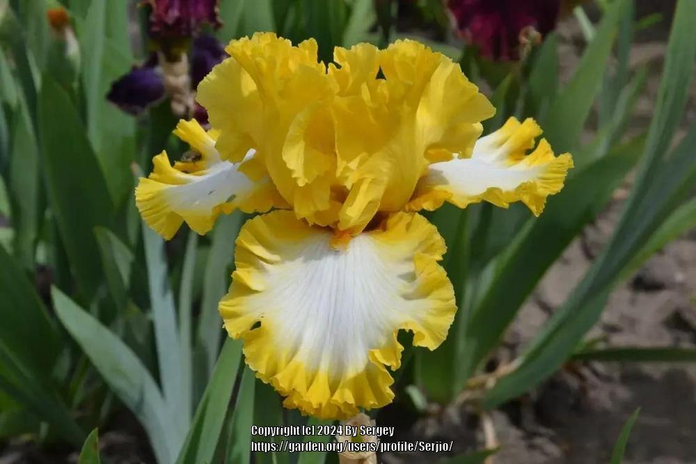 Photo of Tall Bearded Iris (Iris 'Flauntress') uploaded by Serjio