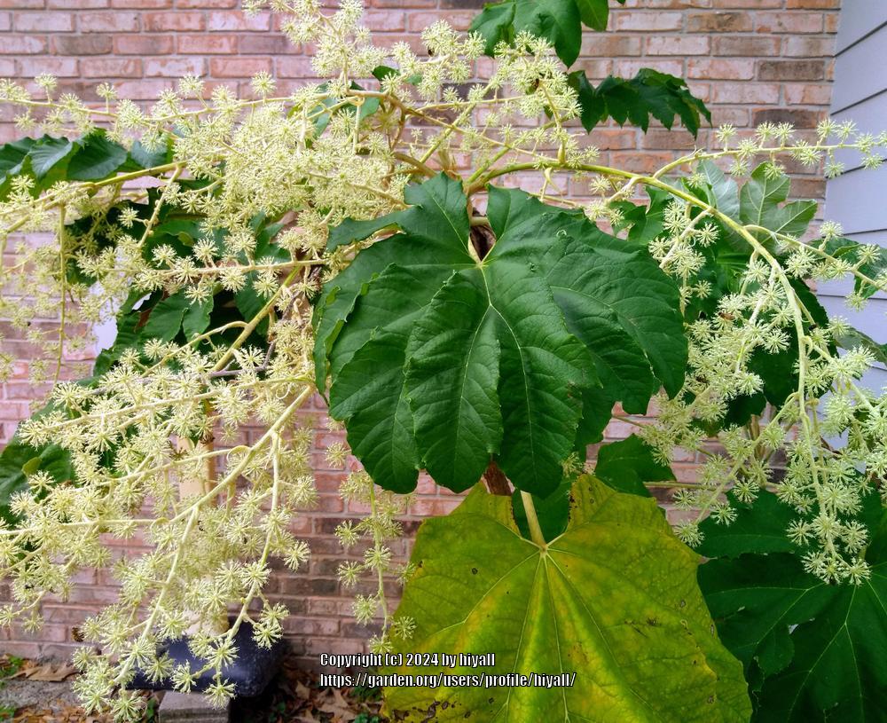 Photo of Rice Paper Plant (Tetrapanax papyrifer) uploaded by hiyall
