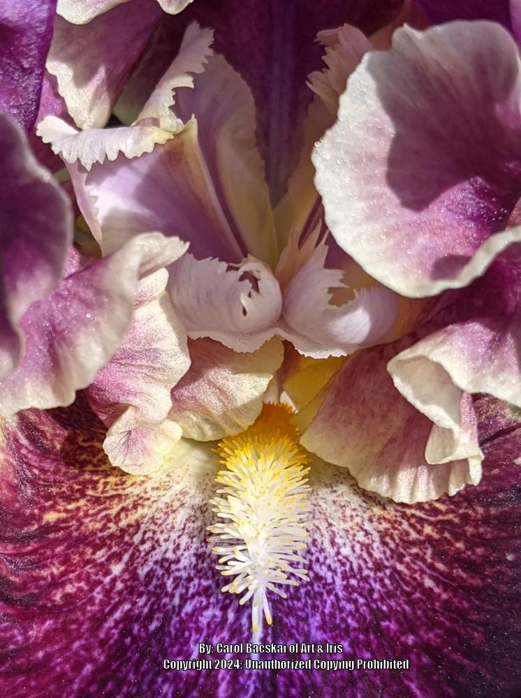 Photo of Tall Bearded Iris (Iris 'Exploding Galaxy') uploaded by Artsee1