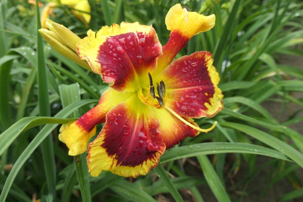 Photo of Daylily (Hemerocallis 'Far Cry from Shy') uploaded by Caruso