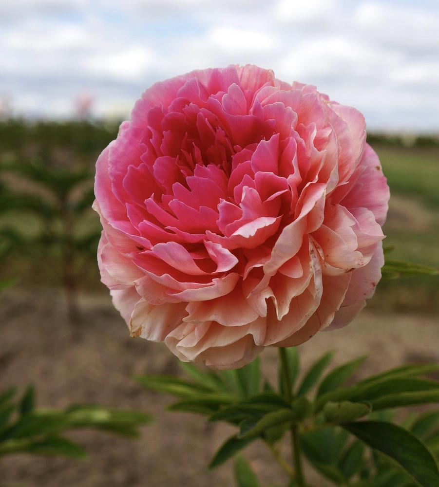 Photo of Peony (Paeonia 'Rose Heart') uploaded by ScarletHeaven