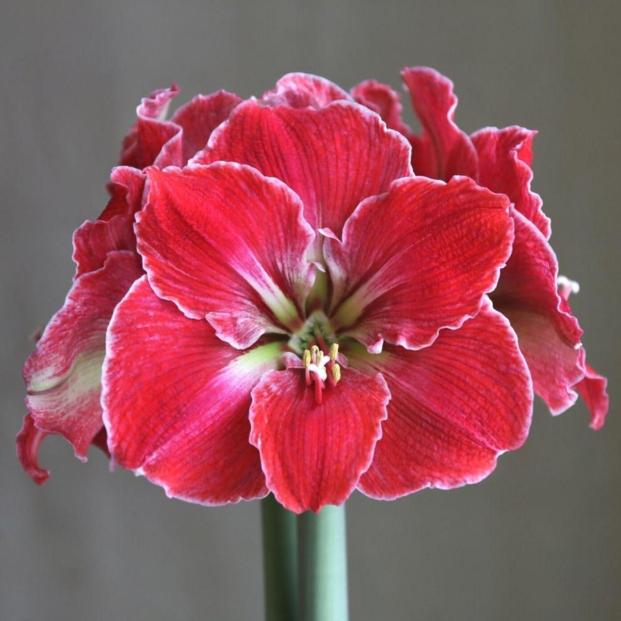 Photo of Amaryllis (Hippeastrum 'Magical Touch') uploaded by Joy