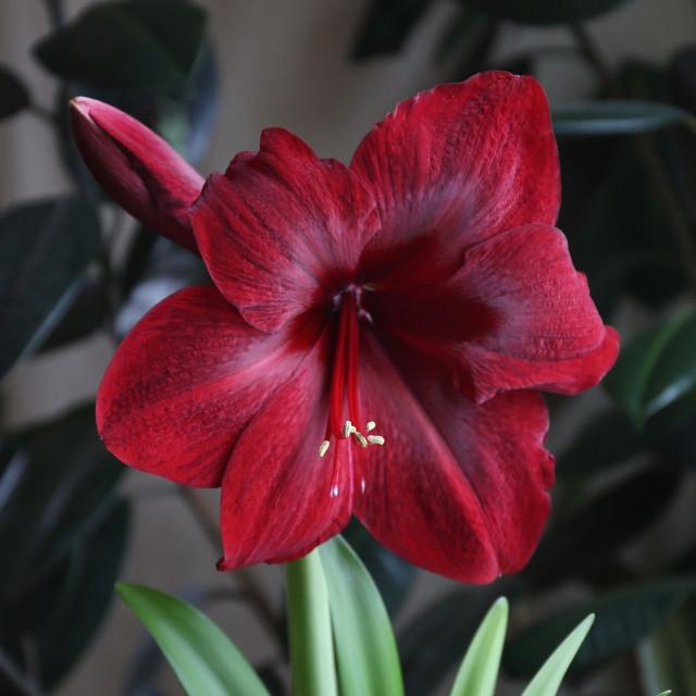 Photo of Amaryllis (Hippeastrum 'Red Pearl') uploaded by Joy