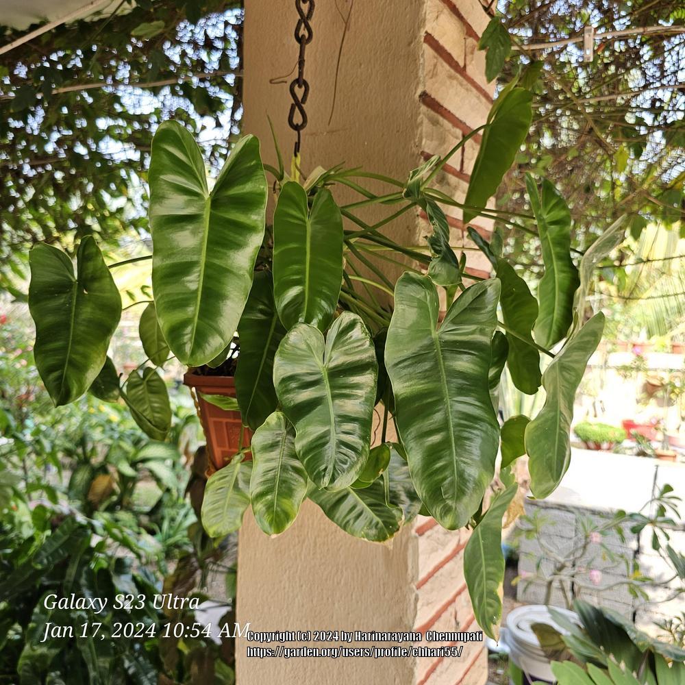 Photo of Philodendron 'Burle-Marx' uploaded by chhari55