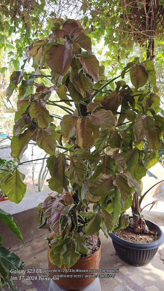 Photo of Arrowhead Plant (Syngonium podophyllum) uploaded by chhari55