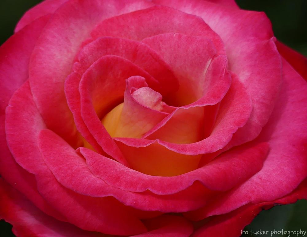 Photo of Rose (Rosa 'Dick Clark') uploaded by drirastucker