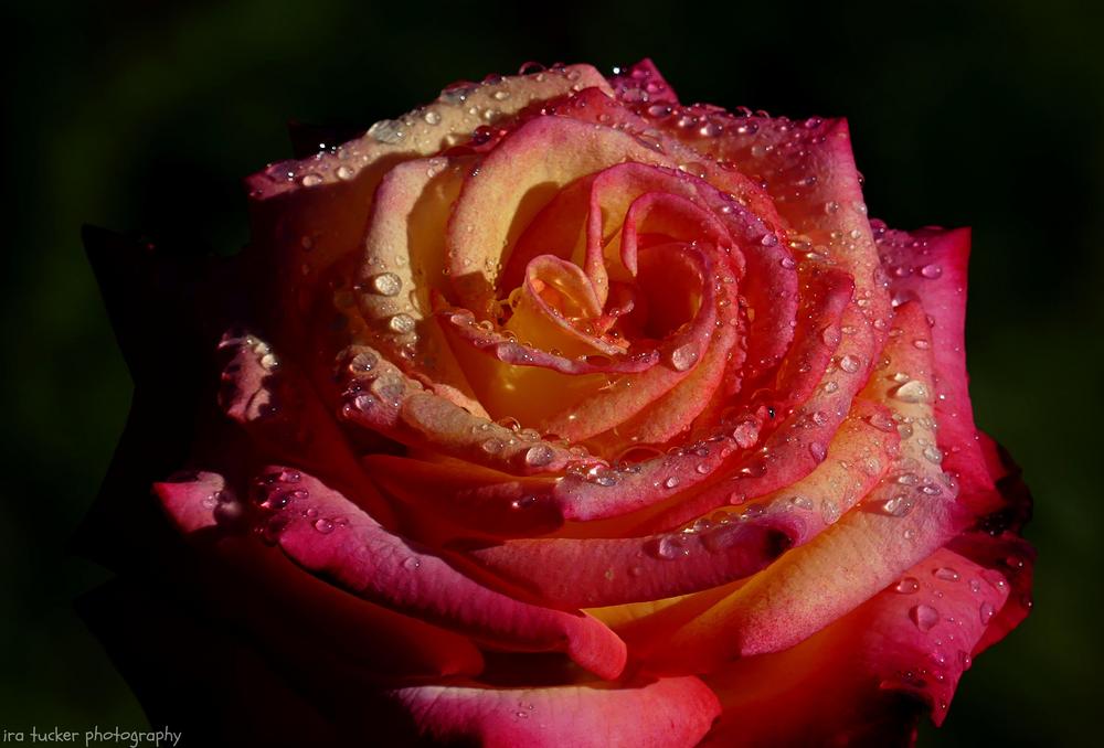 Photo of Rose (Rosa 'Dream Come True') uploaded by drirastucker
