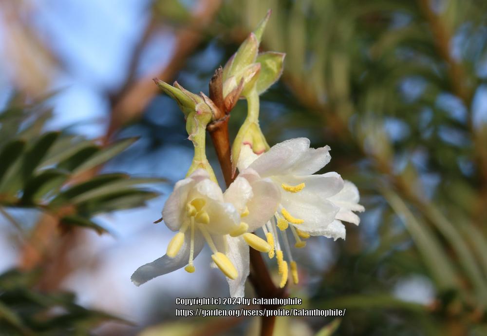 Photo of Winter Honeysuckle (Lonicera fragrantissima) uploaded by Galanthophile