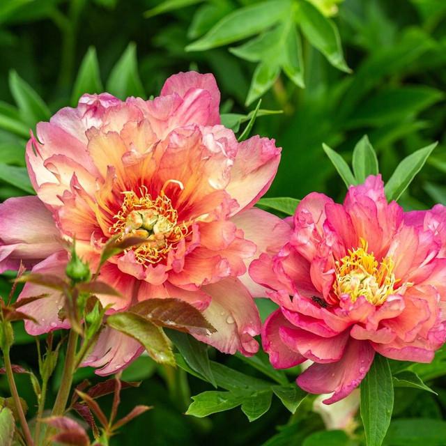 Photo of Intersectional Peony (Paeonia 'Julia Rose') uploaded by Joy