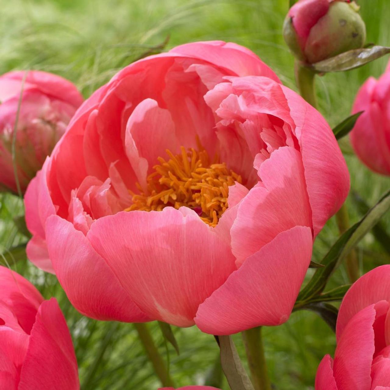 Photo of Garden Peony (Paeonia 'Coral Charm') uploaded by Joy