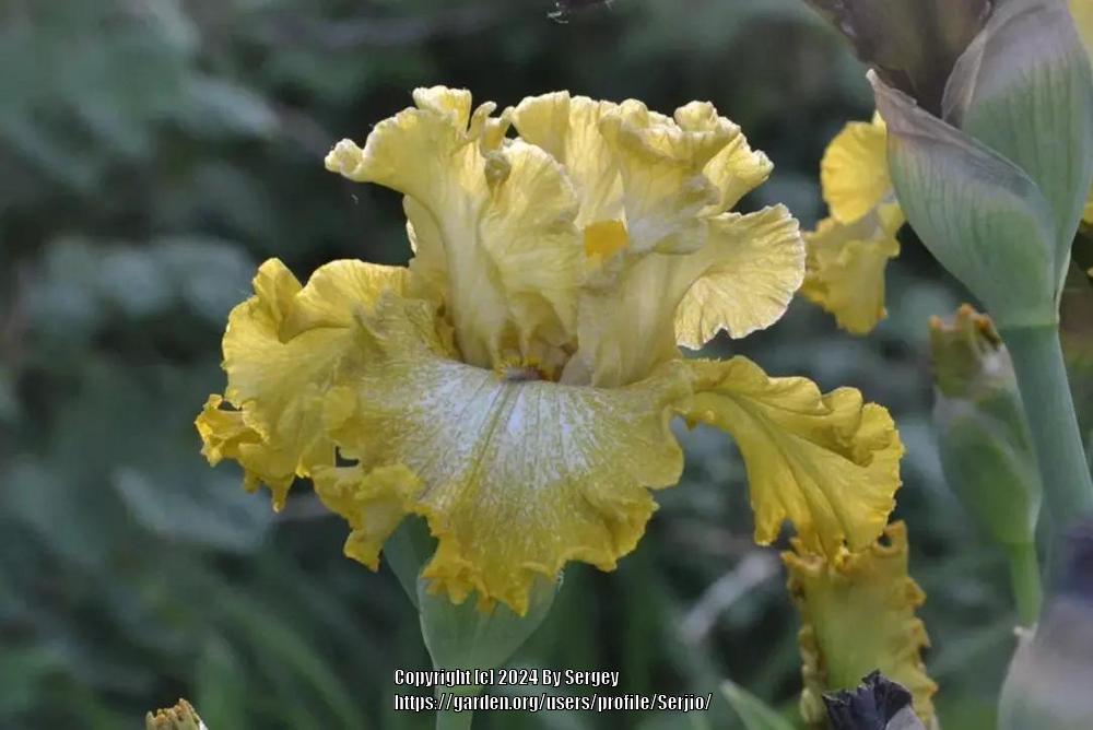 Photo of Tall Bearded Iris (Iris 'Crocodile Smile') uploaded by Serjio