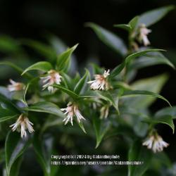 Location: Wallsend, Tyne and Wear, England UK 
Date: 2016-02-05
Sarcococca confusa