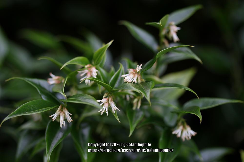 Photo of Sweet Box (Sarcococca confusa) uploaded by Galanthophile