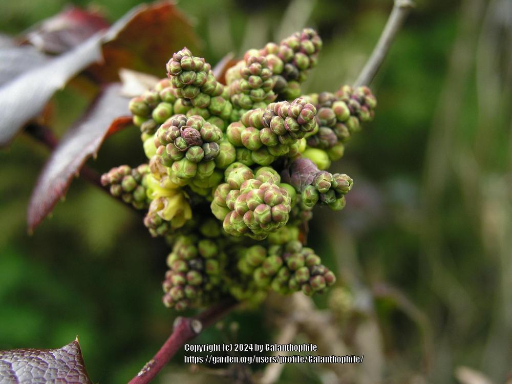 Photo of Oregon Grape (Mahonia aquifolium) uploaded by Galanthophile