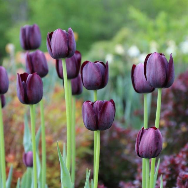 Photo of Single Late Tulip (Tulipa 'Queen of Night') uploaded by Joy