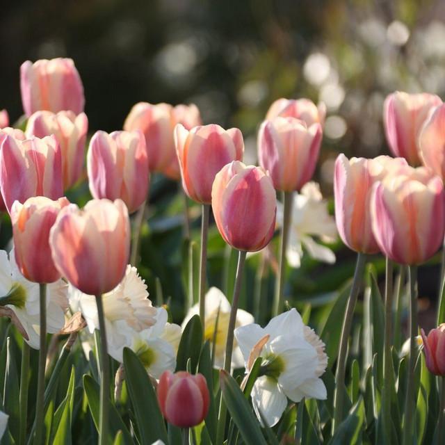 Photo of Tulip (Tulipa 'Apricot Foxx') uploaded by Joy
