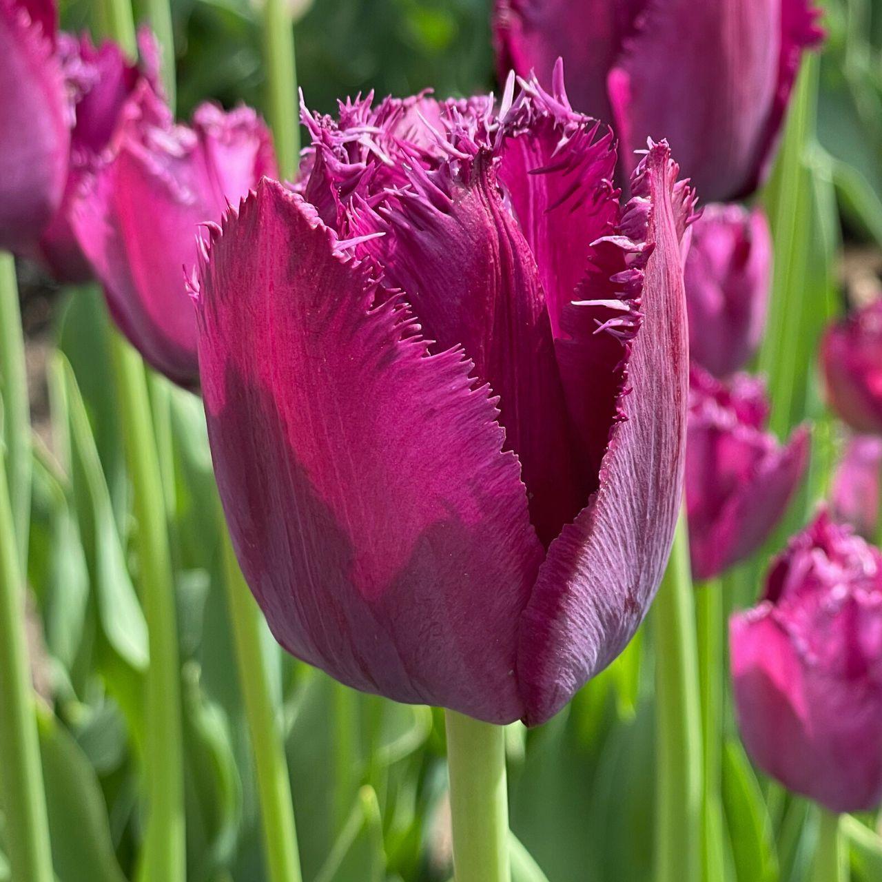 Photo of Fringed Tulip (Tulipa 'Curly Sue') uploaded by Joy