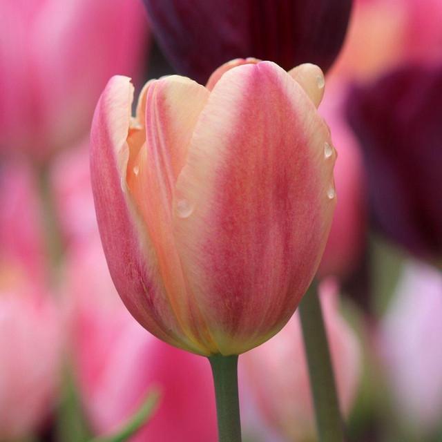 Photo of Tulip (Tulipa 'Apricot Foxx') uploaded by Joy