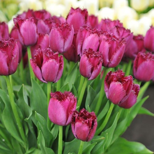 Photo of Fringed Tulip (Tulipa 'Curly Sue') uploaded by Joy