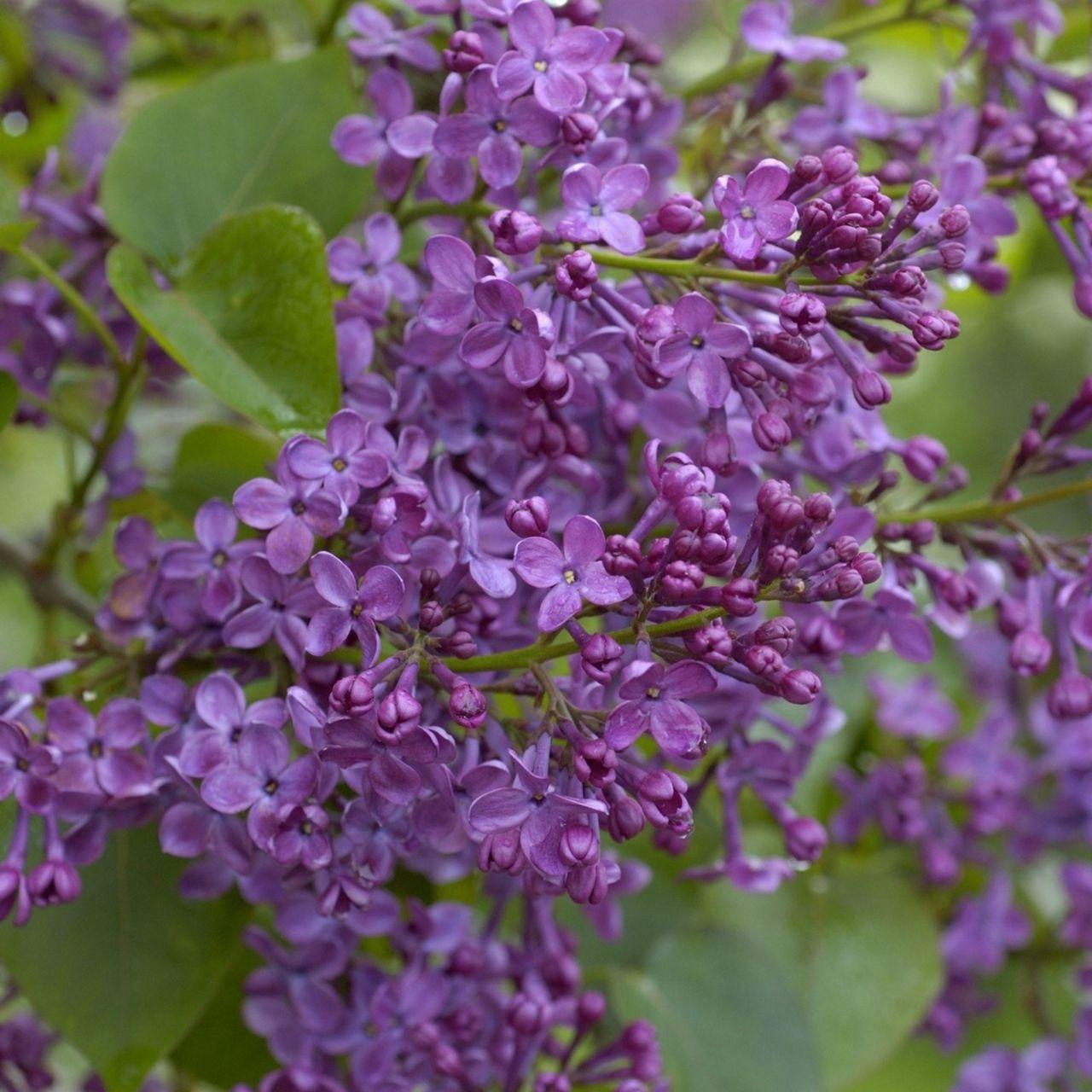 Photo of French Lilac (Syringa vulgaris 'Yankee Doodle') uploaded by Joy