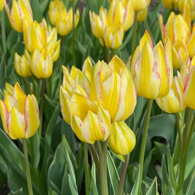 Photo of Single Late Tulip (Tulipa 'Antoinette') uploaded by Joy