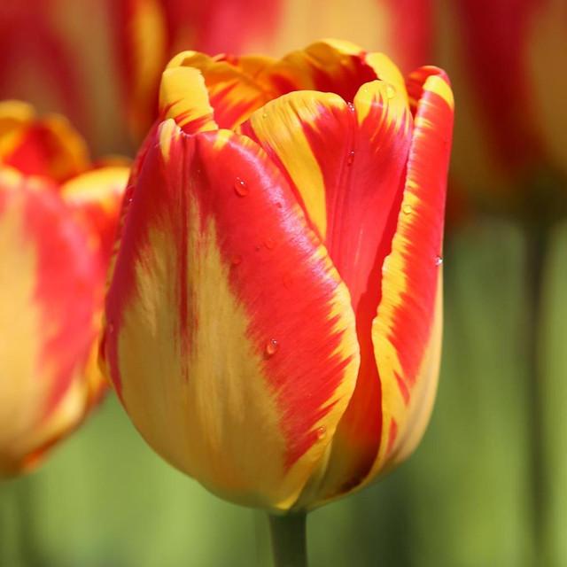 Photo of Darwin Tulip (Tulipa 'Banja Luka') uploaded by Joy