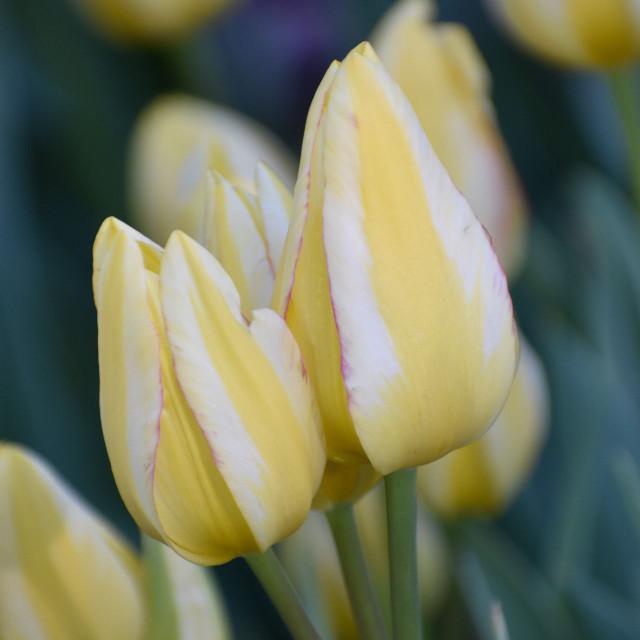 Photo of Single Late Tulip (Tulipa 'Antoinette') uploaded by Joy