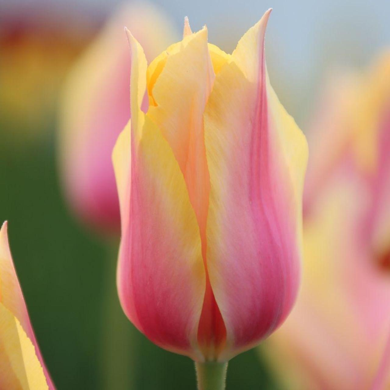 Photo of Single Late Tulip (Tulipa 'Blushing Lady') uploaded by Joy