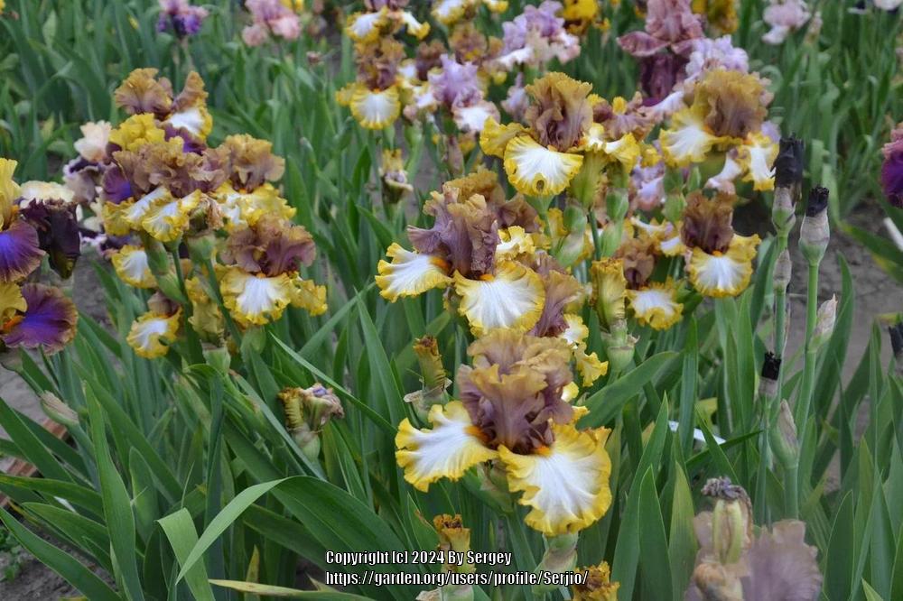 Photo of Tall Bearded Iris (Iris 'Mood Ring') uploaded by Serjio