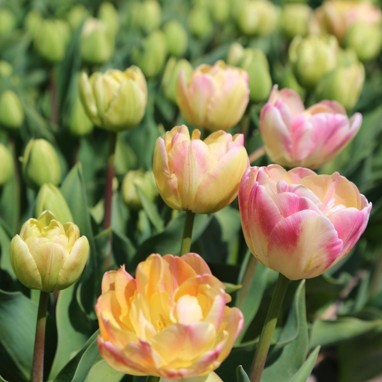 Photo of Double Late Tulip (Tulipa 'Creme Upstar') uploaded by Joy