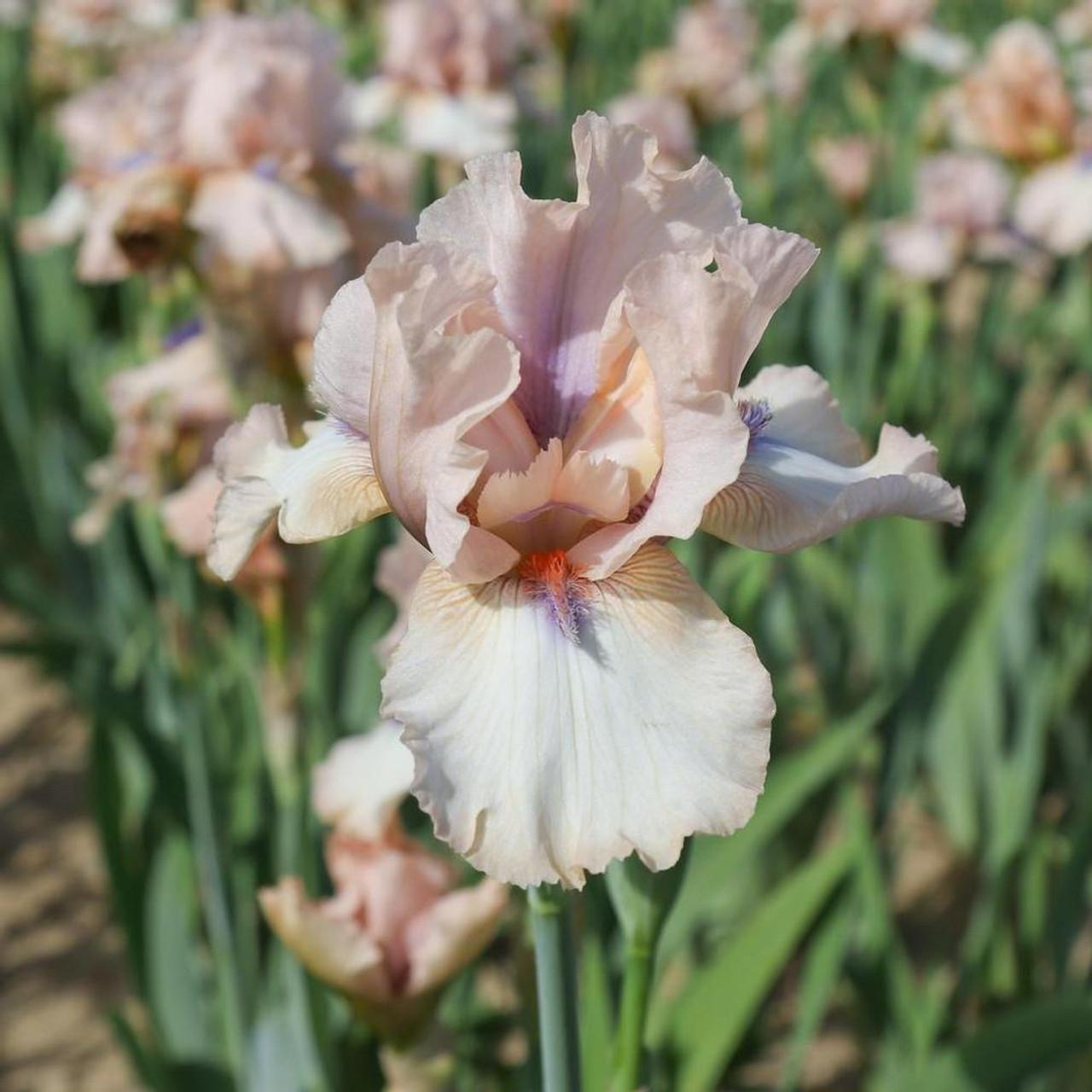 Photo of Intermediate Bearded Iris (Iris 'Concertina') uploaded by Joy