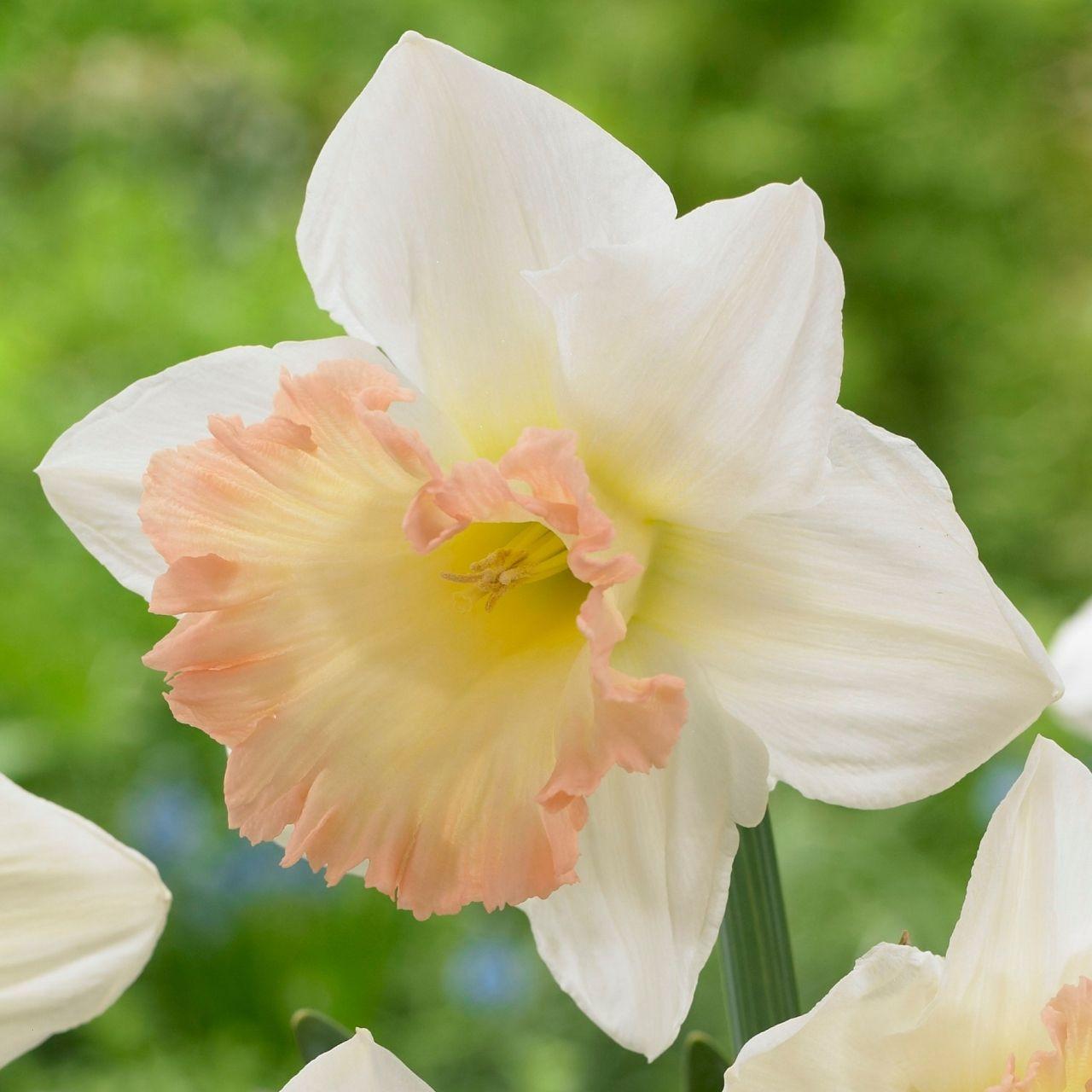 Photo of Trumpet Daffodil (Narcissus 'British Gamble') uploaded by Joy