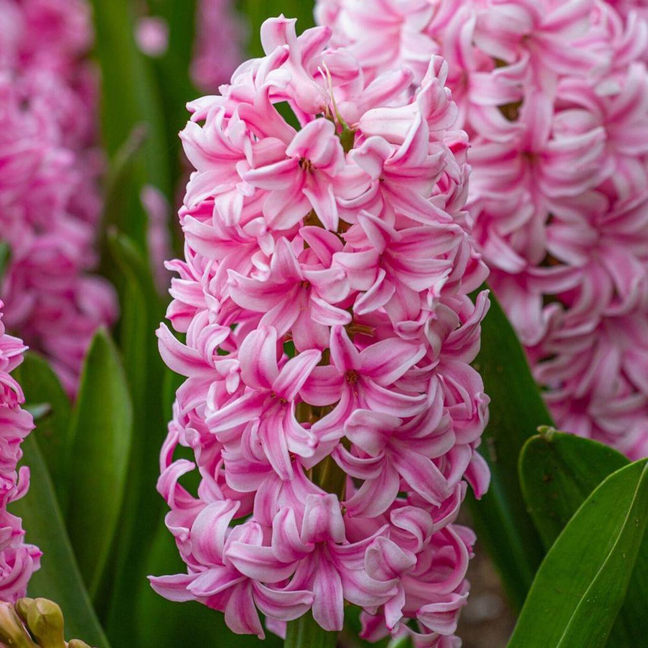 Photo of Dutch Hyacinth (Hyacinthus orientalis 'Pink Pearl') uploaded by Joy